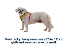 Load image into Gallery viewer, Hi &amp; Light™ Lightweight Dog Harness